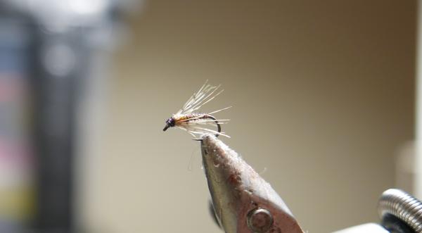 FOSAF_4437.jpg FOSAF_4437.jpg