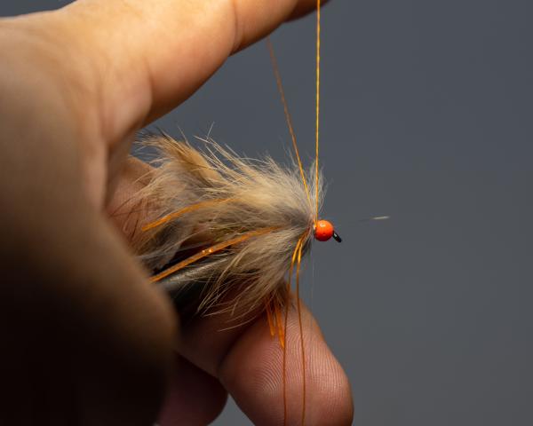 FOSAF_4876.jpg