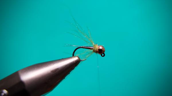 FOSAF_6252.jpg FOSAF_6252.jpg