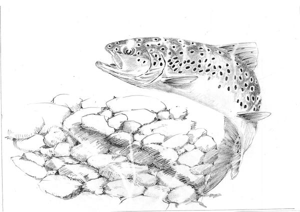 FOSAF_3164.jpg