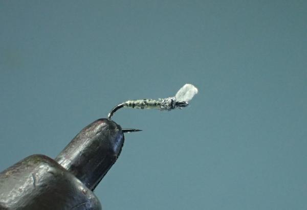 FOSAF_3450.jpg FOSAF_3450.jpg