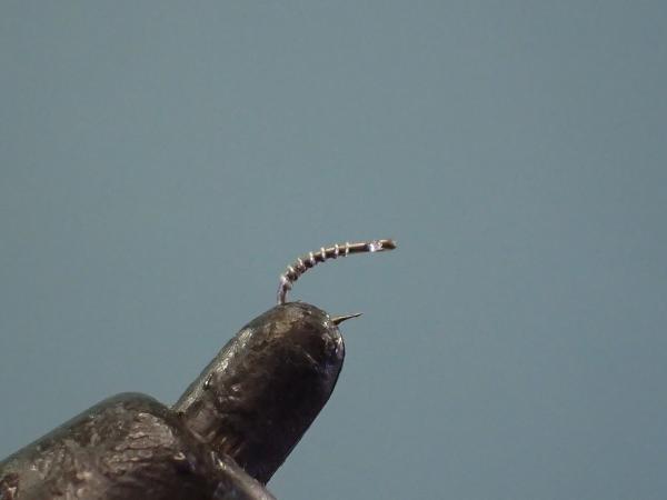 FOSAF_3454.jpg FOSAF_3454.jpg