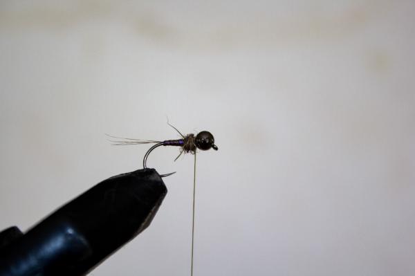 FOSAF_4112.jpg FOSAF_4112.jpg