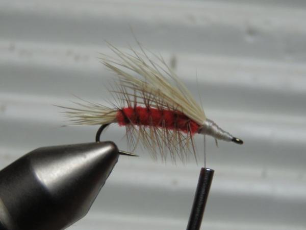 FOSAF_4762.jpg FOSAF_4762.jpg
