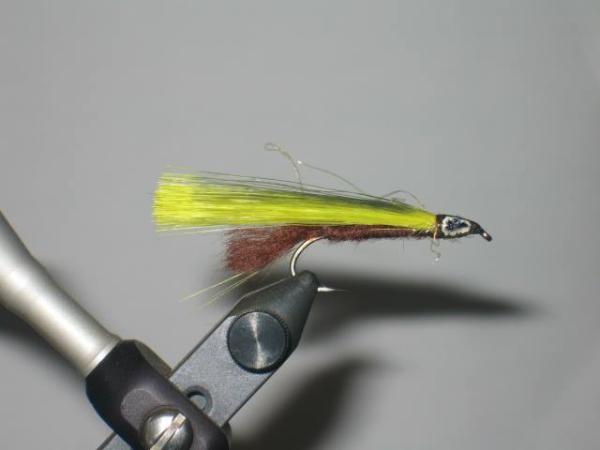 FOSAF_5159.jpg FOSAF_5159.jpg