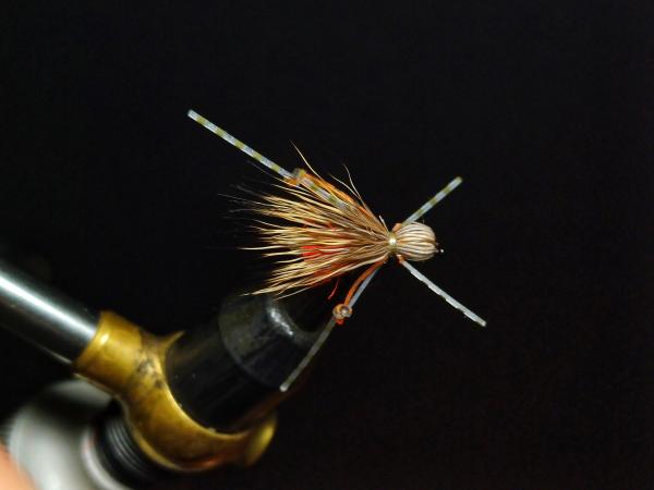 FOSAF_5574.jpg FOSAF_5574.jpg