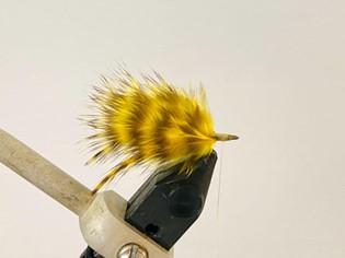 FOSAF_5796.jpg FOSAF_5796.jpg