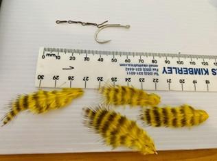 FOSAF_5797.jpg FOSAF_5797.jpg