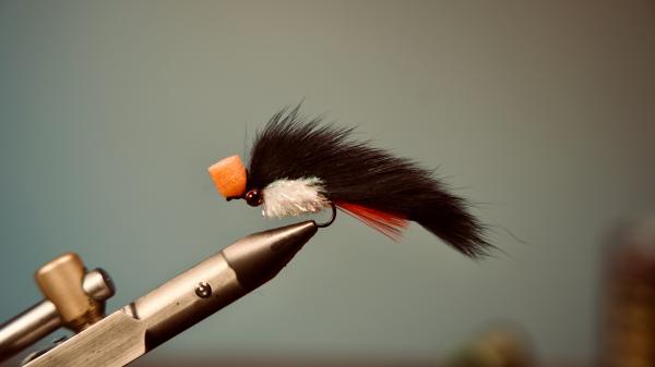 FOSAF_5869.jpg FOSAF_5869.jpg