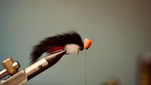 FOSAF_5870.jpg FOSAF_5870.jpg