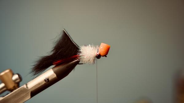 FOSAF_5871.jpg FOSAF_5871.jpg
