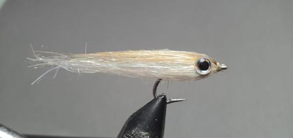 FOSAF_6606.jpg FOSAF_6606.jpg