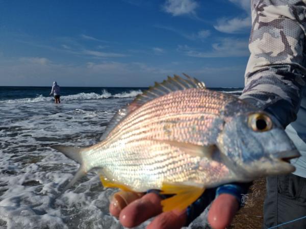 Flyfishing Report for Saltwater - North Coast by Jeff Asherwood